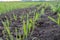recently sprung sprouts of wheat and rye crops on a farm field, agricultural products and crops, close-up