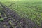 recently sprung sprouts of wheat and rye crops on a farm field, agricultural products and crops, close-up