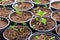 Recently transpanted young flower seedlings. Cutting flower seedlings gardening background. Close up view.