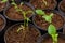 Recently transpanted young flower seedlings. Cutting flower seedlings gardening background. Close up view.