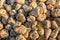 Recenty harvested sugar beets on a heap in the Netherlands