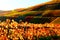 Rech, Germany - 11 06 2020: beautiful autumn vineyards in Ahr valley