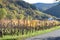 Rech, Germany - 11 06 2020: colorful valley vineyards at the Ahr near Rech