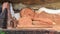 Reclining buddha statue, Pidurangala Royal Cave Temple, Sigiriya, Sri Lanka