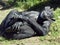 Reclining chimp