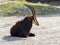 reclining Sable antelope, Hippotragus niger, belongs to the great African antelope