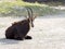 reclining Sable antelope, Hippotragus niger, belongs to the great African antelope