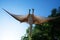 Reconstructed life-size animated model of a dinosaur. Jurasic park Ireland