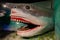 Reconstructed Megalodon head displayed at Museum of Ancient Life