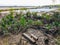 Recovery of nature mangrove forest in Samut Prakan, Thailand