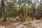 Recreation area with a playground in the forest near the road. Autumnal pine forest landscape. Coniferous woodland. Rest zone