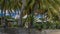 Recreation area. Sprawling palm trees, tropical plants, succulents grow in the garden