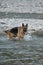 Recreation with dog in nature in fresh air. German shepherd of black and red color stands in river and enjoys life and active walk