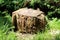 Rectangle looking tree stump left from tall old tree destroyed with termites left in local public park surrounded with uncut grass