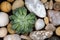 Rectangular arrangement of succulents cactus succulents in a planter of stone