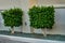 Rectangular boxwood topiary. Buxus sempervirens. Small boxwood trees with rectangular crown against the hotel wall