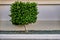 Rectangular boxwood topiary. Buxus sempervirens. Small boxwood trees with rectangular crown against the hotel wall