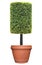Rectangular column shape topiary tree on terracotta clay pot container isolated on white background for formal Japanese and Englis