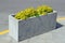 A rectangular concrete flower pot with a yellow plant