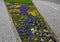 rectangular flowerbed bordered and divided by a boxwood hedge and