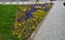 rectangular flowerbed bordered and divided by a boxwood hedge and