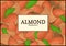 The rectangular frame on almond nut background. Vector card illustration. Nuts , almonds fruit in the shell, whole