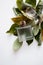 Rectangular glass perfume bottle on dried leaves