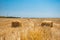 Rectangular haystacks on a field of straw, on a sunny summer day, against a background of sky and trees