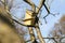 A rectangular shaped birdhouse standing on a branch of a leafless tree in a garden on a sunny day. The bird hole of the nest box