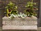 Rectangular terracotta box planter with flower motifs containing pretty blooming coleus