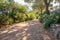 Rectilinear footpath covered with gravel in a Mediterranean garden