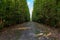 Rectilinear garden alley with hornbeam trees forming a straight