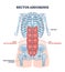 Rectus abdominis or abdominal abs muscular system anatomy outline diagram