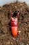 Rectus stag beetle