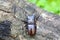 Rectus stag beetle