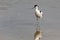 Recurvirostra avosetta, avocet, black and white aquatic wild bird with curved beak in its natural environment in the lagoon of the
