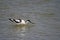 Recurvirostra avosetta - The common avocet is a species of caradriform bird in the Recurvirostridae family.