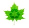 Recycle symbol over green maple leaf