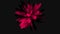 A Red Abstract Flower With Black Background