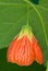 Red abutilon flower close-up