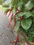 Red acalypha hispida flower houseplant