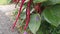 Red acalypha hispida flower houseplant