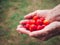 Red acerola cherries fruit on palm senior woman with nature background.