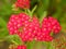 Red Achillea Flowers