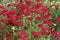 Red Achillea millefolium Pomegranate Flower