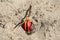 Red acorn on a sandy ground
