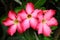 Red adenium flowers