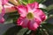 Red adenium flowers blossoming