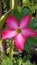 Red adenium plumeria, Mermaid or Bangkok