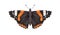 Red admiral admirable, butterfly species. Vanessa Atalanta, flying insect, pretty moth with wings drawn in vintage retro